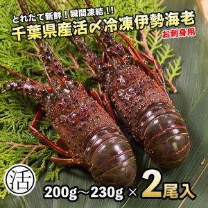伊勢海老　約430g（200g〜230ｇ×2尾）活〆お刺身用冷凍〔〕5種類のカラーレシピ・保存方法付