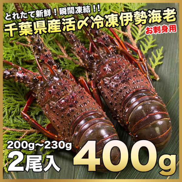 伊勢海老400g（200g〜230ｇ×2尾）活〆お刺身用冷凍〔送料無料〕5種類のカラーレシピ・保存方...