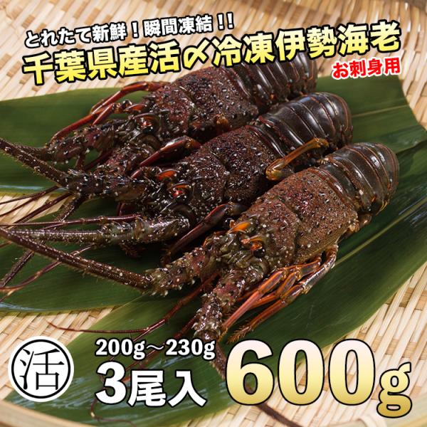 伊勢海老600g（200g〜230ｇ×3尾）活〆お刺身用冷凍〔送料無料〕5種類のカラーレシピ・保存方...