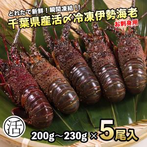 伊勢海老1kg（200g×5尾）活〆お刺身用冷凍〔〕5種類のカラーレシピ・保存方法付