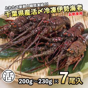 伊勢海老1.4kg（200g〜230ｇ×7尾）活〆お刺身用冷凍〔〕5種類のカラーレシピ・保存方法付