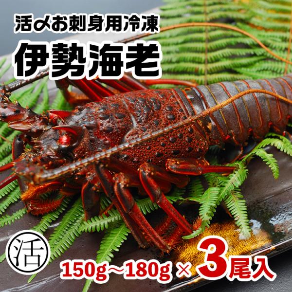 伊勢海老　約495g（150〜180g×3尾）活〆お刺身用冷凍〔送料無料〕5種類のカラーレシピ・保存...