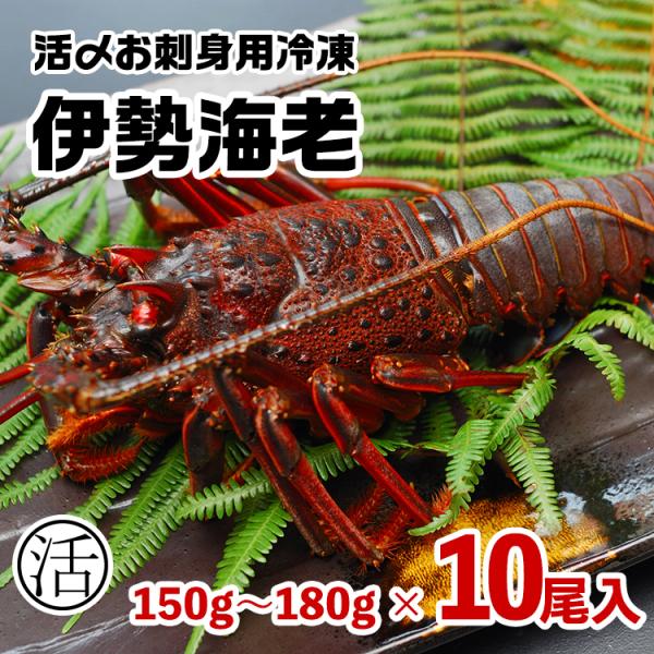 伊勢海老　約1.65kg（150〜180g×10尾）活〆お刺身用冷凍〔送料無料〕5種類のカラーレシピ...