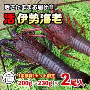 活伊勢海老400ｇ（200ｇ〜230ｇ×2尾）〔期間限定〕〔海水入・酸素入〕〔送料無料〕５種類のカラーレシピ・保存方法・軍手付