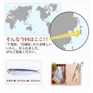 干物 送料無料 (16) 真いわし丸干し5尾入...の詳細画像4