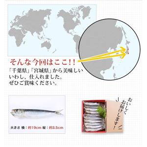 干物 送料無料 (17) 真いわし丸干し5尾入...の詳細画像4