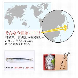 干物 送料無料 (18) 真いわし丸干し5尾入...の詳細画像4
