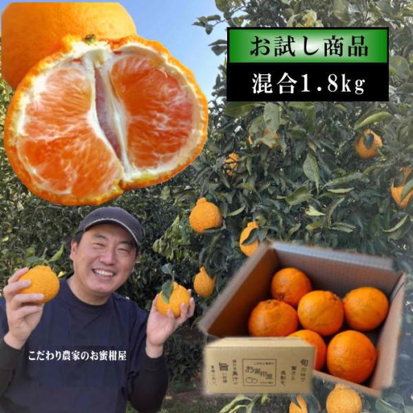 みかん 不知火 デコポンと同品種 高糖度 甘い 送料無料 家庭用 高級 農家直送 濃厚 (430)二...
