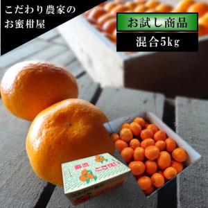 みかん 完熟 貯蔵 熟成 早生 お歳暮 高糖度 甘い 送料無料 家庭用 高級 農家直送 新鮮 濃厚 (177) 熟成味柑 茶箱 サイズ混合 お試し品 約５kg入
