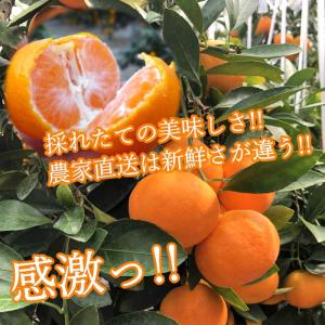 ハウスみかん お中元 甘い 送料無料 ギフト ...の詳細画像3