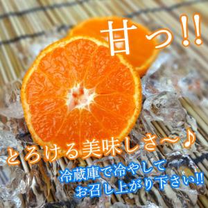 ハウスみかん お中元 甘い 送料無料 ギフト ...の詳細画像4