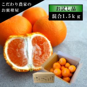 みかん 完熟 津之望 貯蔵 中晩柑 高糖度 甘い 送料無料 家庭用 高級 農家直送 新鮮 濃厚 (344) 蜜之望 茶箱 サイズ混合 お試し品 約1.5kg入