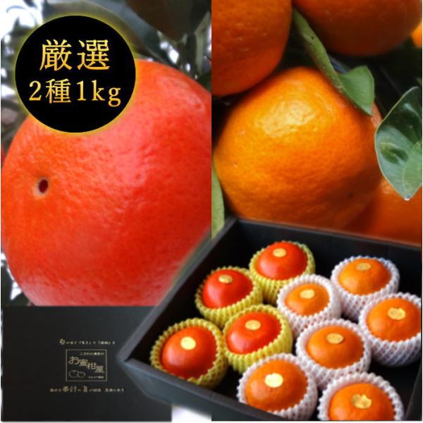 みかん 早生 みはや マルチ 完熟 お歳暮 高糖度 甘い 送料無料 ギフト 高級 (131) お蜜柑...