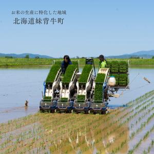 お米番付優秀賞 曽根さんが育てた ななつぼし ...の詳細画像5