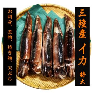 イカ好きも納得！三陸するめいか 特大５尾 約２kg