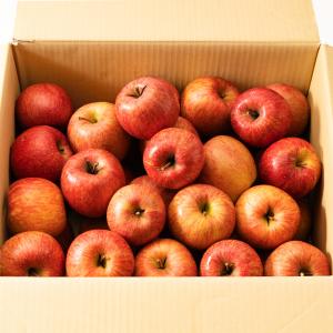 【加工用】サンふじバラ詰め 約１４kg