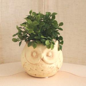 光触媒 幸運を願うGoodLuckのロゴ入り インテリア グリーン【フクロウポット プリペット】　※定形外可450円