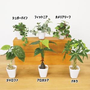 光触媒 フェイクグリーン KUの詳細画像1