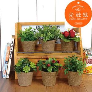 光触媒ミニグリーン 　※定形外可400円