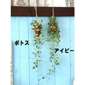 定形外郵便で送料無料 吊るして飾る 観葉植物 ...の詳細画像1