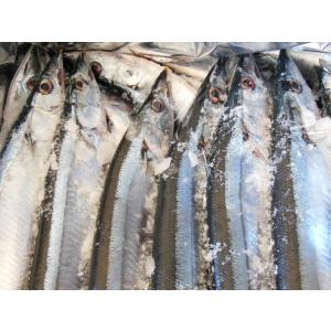 送料無料 北海道根室産 冷凍サンマ 約2kg ...の詳細画像2