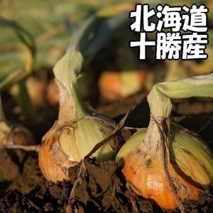 とろあま玉葱 Ｍサイズ10kg 北海道産 たまねぎ 十勝産