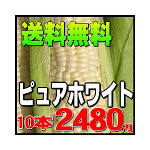 送料無料 朝もぎ朝採りピュアホワイト10本入り 北海道産知床...