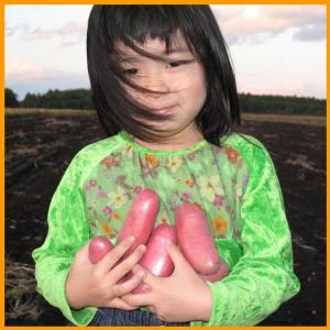 新じゃが！知床海洋ミネラル栽培品【シェリー10kg】北海道産新ジャガイモを産地直送！