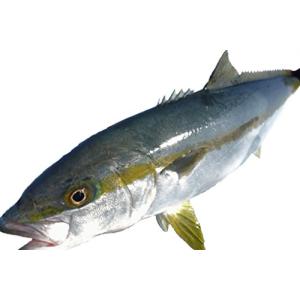 ヒラマサ刺身の商品一覧 通販 Yahoo ショッピング