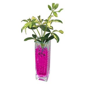 ゼリーボール観葉植物の商品一覧 通販 Yahoo ショッピング
