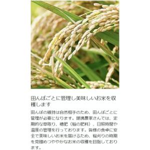 【ほしじるし玄米30kg】新米 令和7年度 埼...の詳細画像5