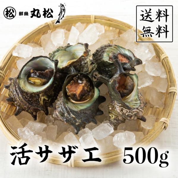 サザエ さざえ 刺身 国産 活サザエ 冷蔵 魚介類 海産物 取り寄せ BBQ バーベキュー 500g...