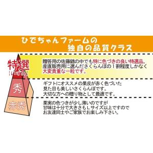 【送料無料】予約 6月上旬発送予定 ギフト さ...の詳細画像4