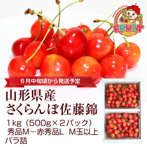 送料無料　さくらんぼ 佐藤錦 山形県産 1kg（500g×2P） M〜Ｌ玉バラ詰　※６月中旬頃から発...