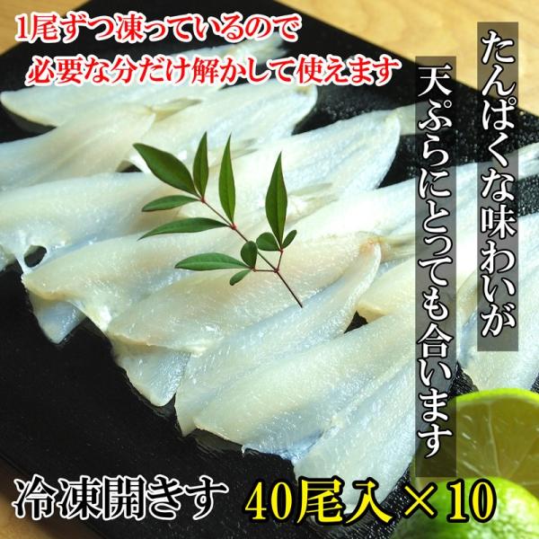 送料無料 冷凍キス開き 40尾入10ケース400尾
