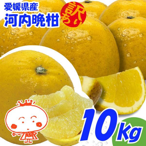 訳あり 河内晩柑 １０ｋｇ かわちばんかん、みしょうゴールド、美生柑、愛南ゴールド、宇和ゴールド、ジ...