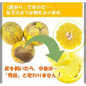 訳あり 河内晩柑 10kg かわちばんかん、み...の詳細画像5