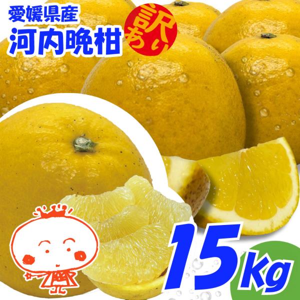訳あり 河内晩柑 １５ｋｇ かわちばんかん、みしょうゴールド、美生柑、愛南ゴールド、宇和ゴールド、ジ...
