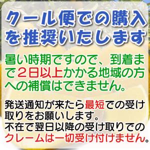 訳あり 実がぎっしり! 河内晩柑 小さめ 10...の詳細画像1