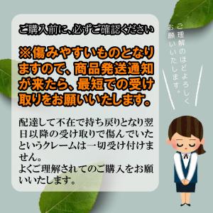 訳あり 実がぎっしり! 河内晩柑 小さめ 10...の詳細画像4