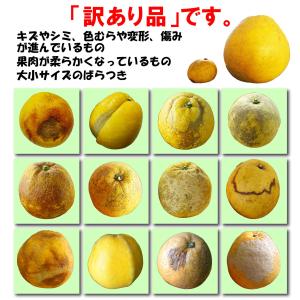 訳あり 実がぎっしり! 河内晩柑 小さめ 10...の詳細画像5