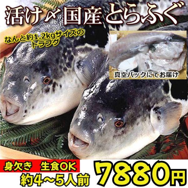 新物入荷☆送料無料 刺身OK！活〆とらふぐ丸ごと1尾　身欠き（原魚1尾約1.2kgサイズ）てっちり ...