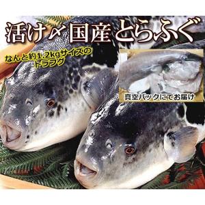 送料無料 刺身OK！活〆とらふぐ丸ごと1尾　身欠きぶつ切りカット済み（原魚1尾約1.2kgサイズ）てっちり てっさ フグ 北海道・沖縄は別途送料1000円