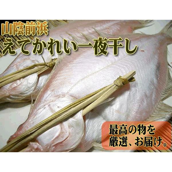 【島根県産】山陰の美味！前浜物えてかれい一夜干し５枚入り