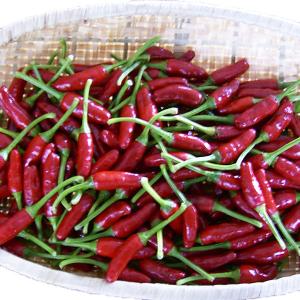 島とうがらし（島唐辛子） 業務用 赤1kg