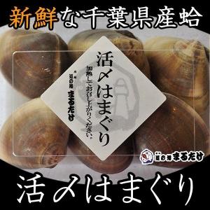 活〆はまぐり 4~5個×2セット 千葉県産 冷凍はまぐり 蛤 父の日 ギフト｜marutake-netshop