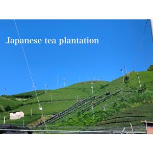 辻利兵衛本店 宇治抹茶 薫香の白(KUNKOU...の詳細画像2