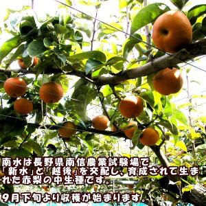 【予約】梨 なし ナシ 南水梨 約3kg 贈答...の詳細画像2