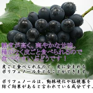 予約 ナガノパープル 約1.8kg(2〜4房詰...の詳細画像2