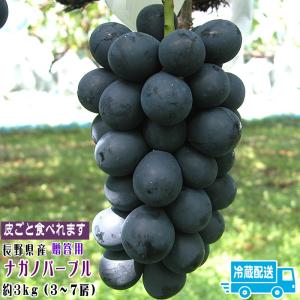 予約 ナガノパープル 約３kg （3〜７房詰）長野県産 贈答向け クール便 種なし 皮ごと ギフト ぶどう 爆買い